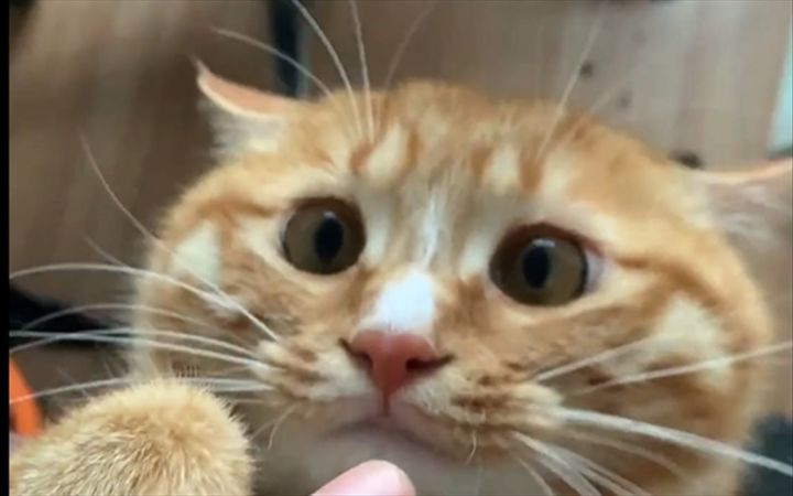 大型猫咪翻车现场截图