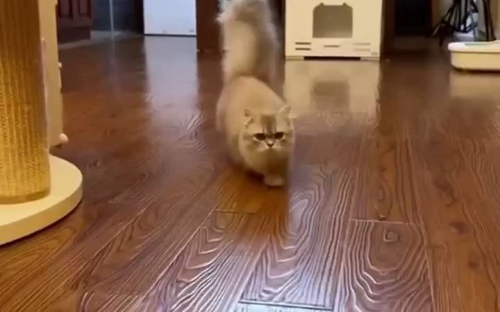 一只猫咪6个月的变化!截图