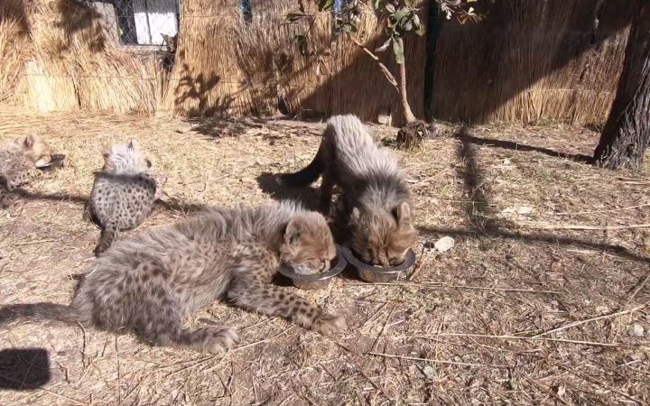 猎豹宝宝首次对网球做出反应截图