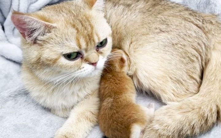 牛奶在哪里，刚出生的小猫喵喵叫截图