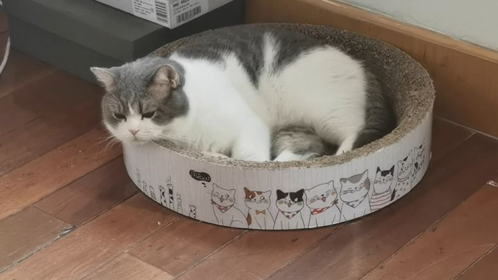 小猫咪一般都在想啥呢截图