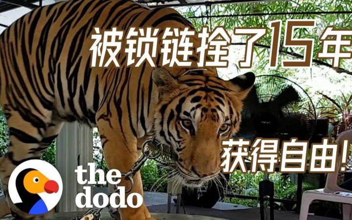 15岁泰国孟加拉虎被解救,第一次卸下铁链,回归自然保护区截图