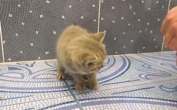 小猫不想洗澡大声喵喵的叫截图