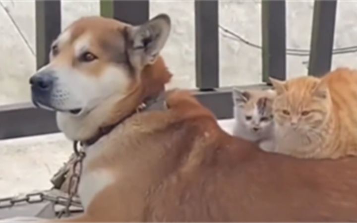 小猫正确的取暖方式!截图