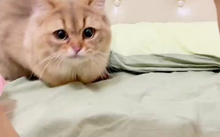 终于知道老鼠不喜欢猫的原因了……截图