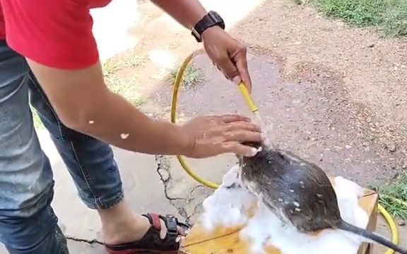 一位泰国网友给他的宠物洗澡,它居然还知道叼水管配合截图
