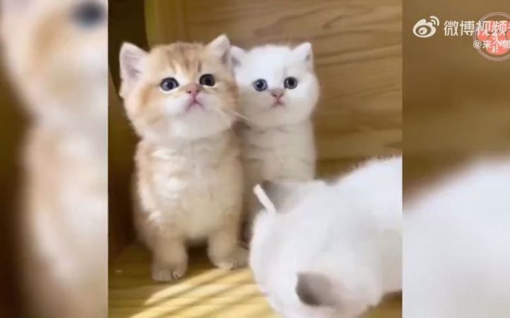 可爱猫咪来了截图