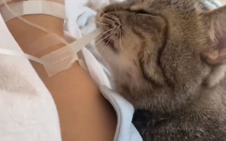 “要戒猫?老子抬你一手”截图