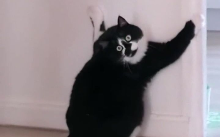 几只猫狗凑不出一个脑子来截图