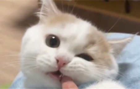 好软的一只小猫截图