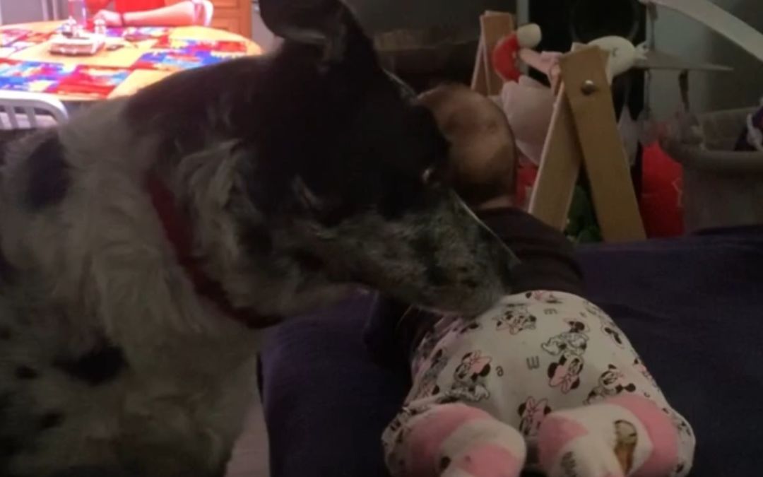 video-2783137