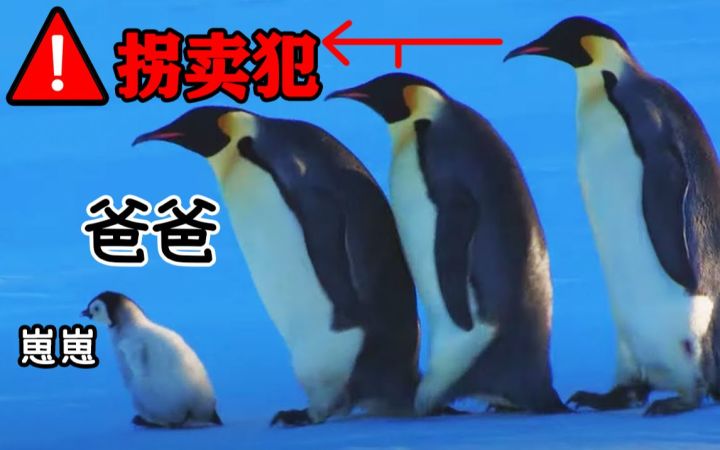 企鹅界也有拐卖?看企鹅宝宝如何逃脱惊险团伙绑架案截图