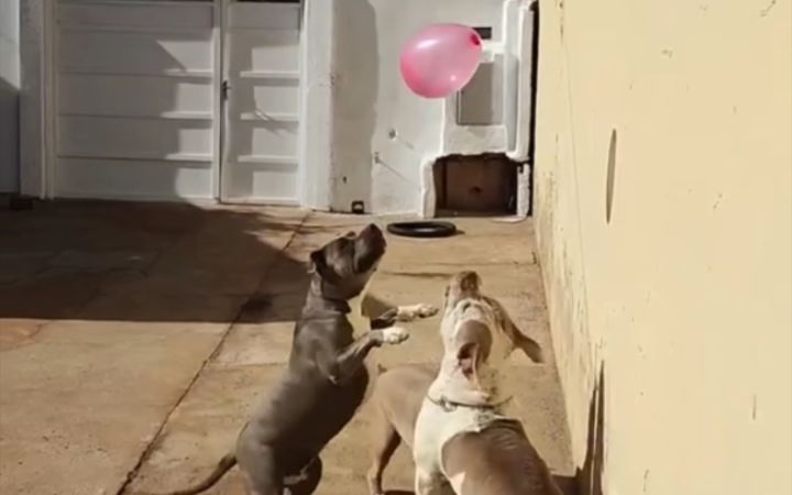 恶霸犬第一次玩气球截图