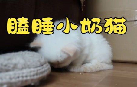 瞌睡猫~真可爱!这么小!截图