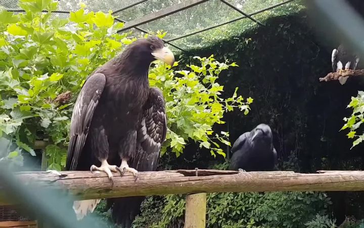 过分了啊!乌鸦疯狂挑衅虎头海雕,还哈哈大笑截图