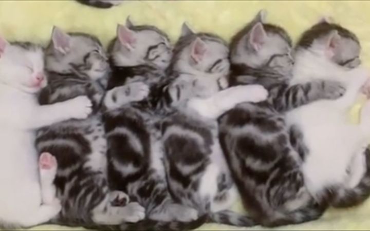 这里是猫猫幼儿园吗截图