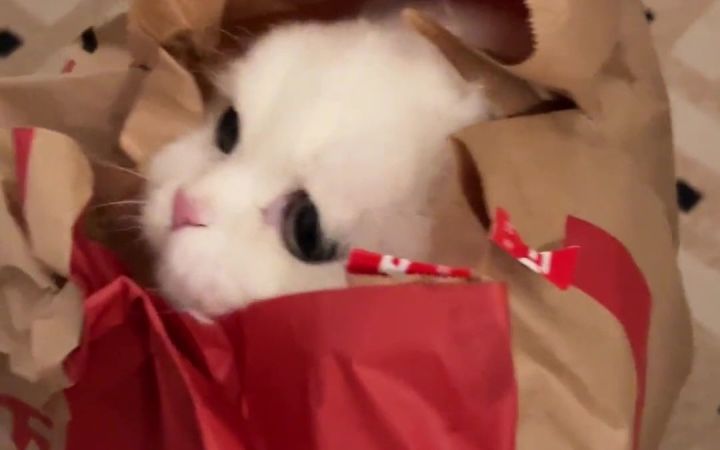 冬天你的被子里有没有一个小可爱?截图