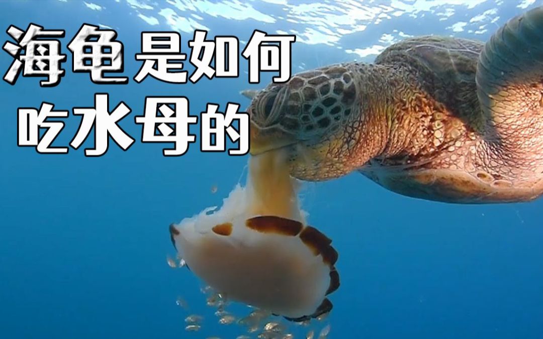 video-2854980