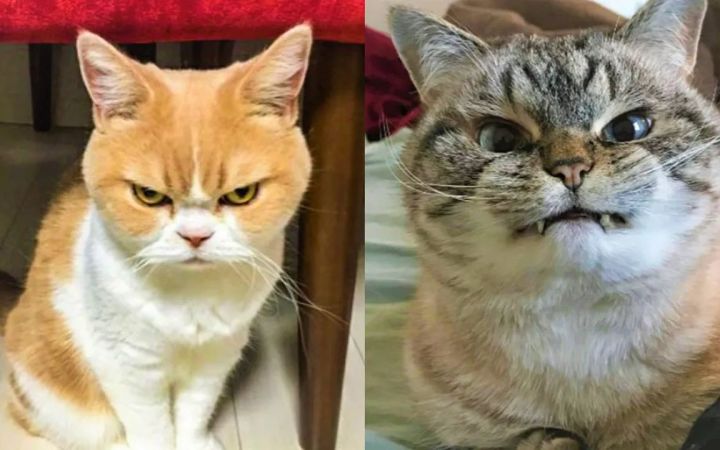 愤怒的猫咪!凶你噢!截图