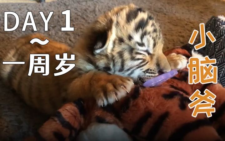 猛男养成记——可爱小老虎从出生到一周岁的成长记录截图