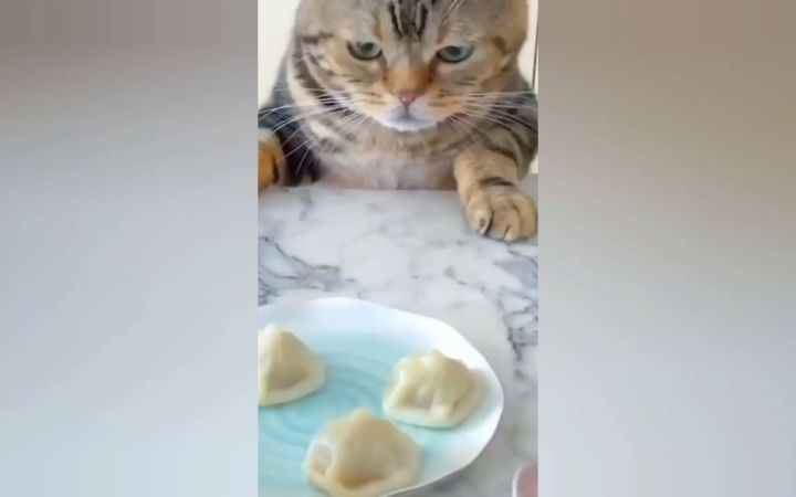 真棒好可爱的猫🐱100只让你笑出声来的可爱猫截图