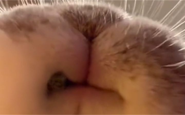 这么萌萌兔我能看整整一天截图