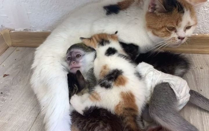 猫妈妈会让猴子睡在小猫旁边吗截图