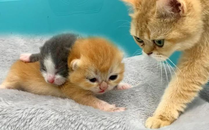 刚出生的小猫醒来叫猫妈妈截图