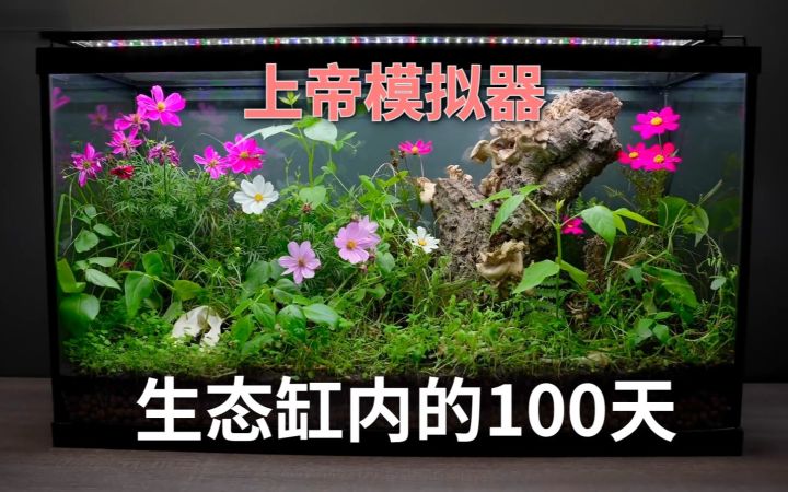 上帝模拟器——森林生态缸运营100天里的变化截图