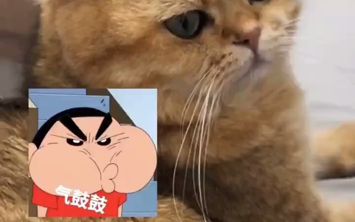 猫咪睡觉姿势截图