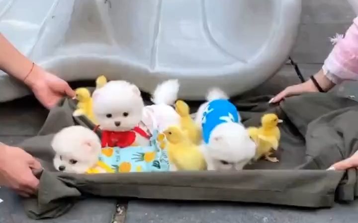 狗狗和小黄鸭截图