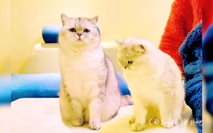 这只猫的功夫如何？截图
