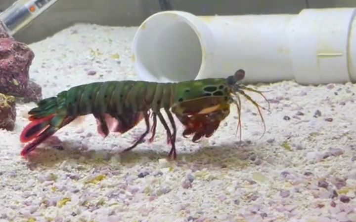 两只虾的正面交锋,一场力量与速度的对决...配上音效还有点燃!截图