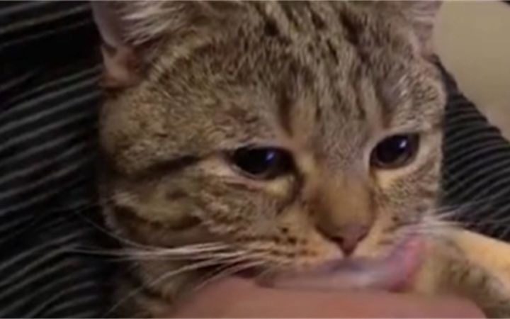 小猫咪为什么眼含泪水呢?截图