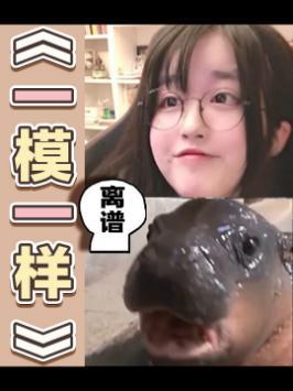 小河马真可爱!#菠萝赛东复播了 #河马 #超可爱截图