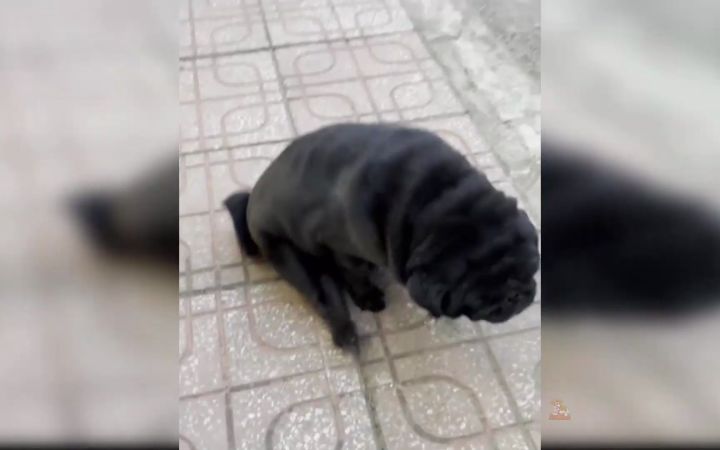 萌化你的心 可爱小狗宝(4)截图
