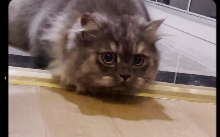 凯迪拉克拍了一支猫片……截图