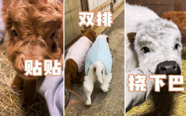 农场双排,喜欢亲近人类,撸一下两只新出生的高地牛截图