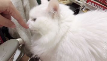 【咕猫宁】蛋总撒娇