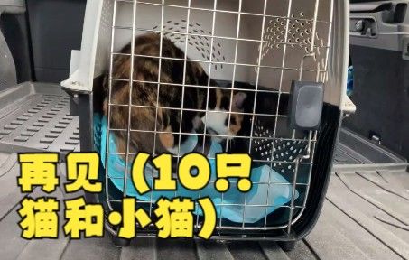 再见(10只猫和小猫)截图