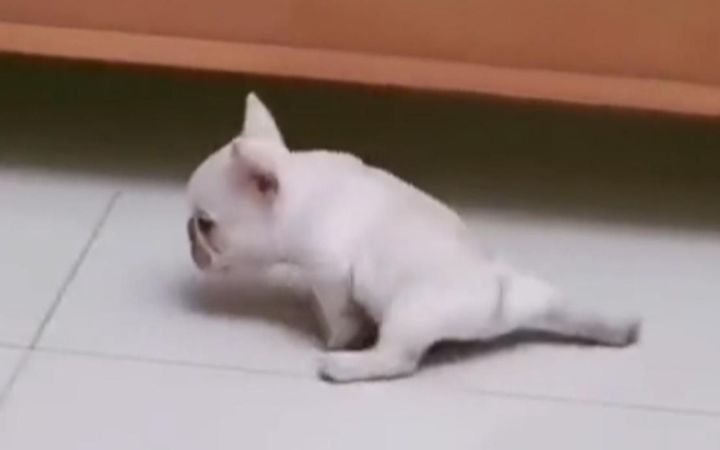 谁教你这么走路的??截图