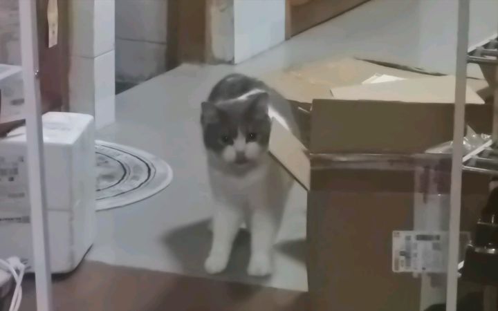 养了一只不愿回家的小猫咪截图