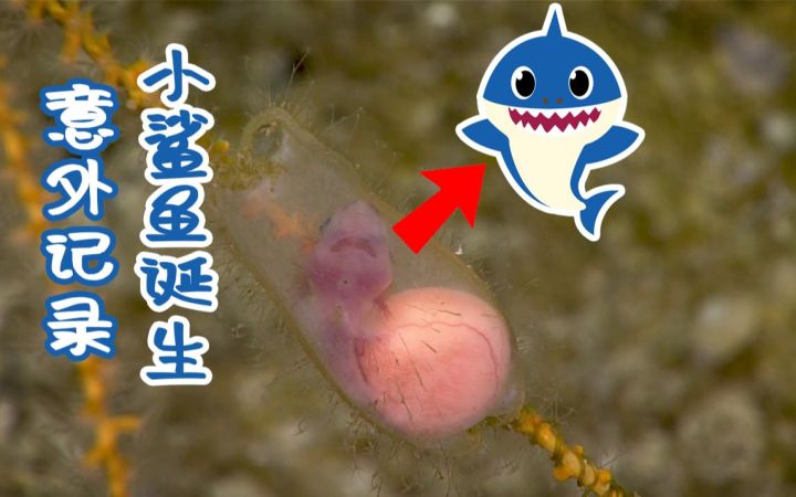 还没出生就迫不及待想游泳:意外记录小鲨鱼的诞生过程截图