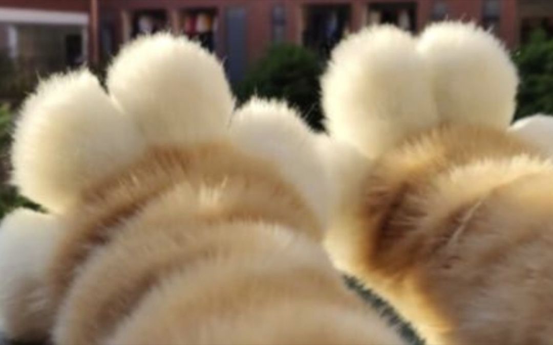 video-3009326