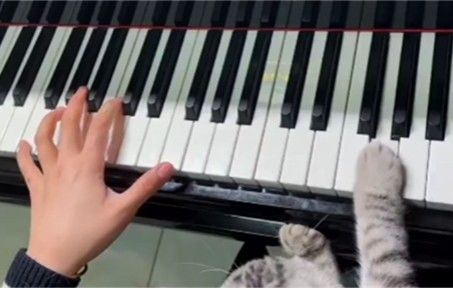 这年头，猫猫没有点才艺都不好见人截图