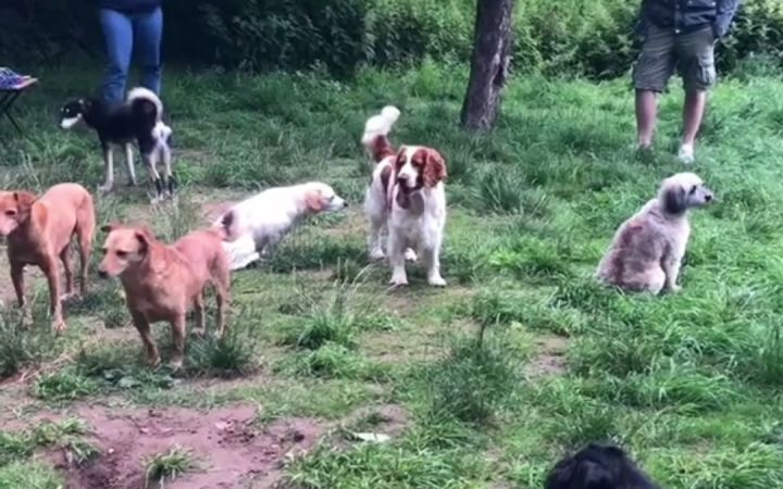 社恐狗狗们的见面现场,代入一下很窒息了截图