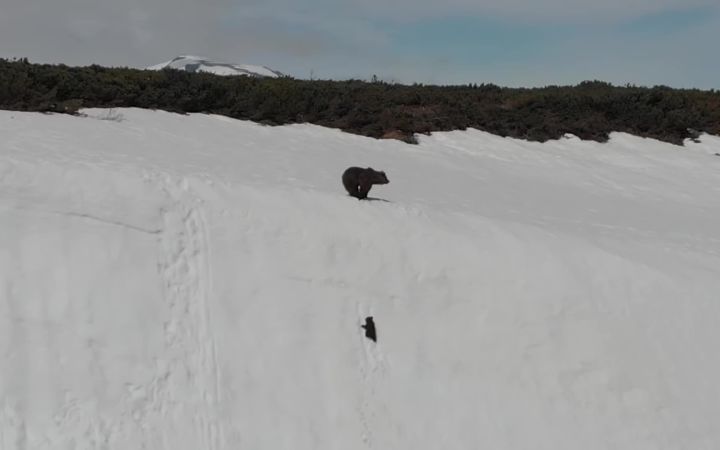 惊险不输大片,小熊和熊妈妈爬雪山截图