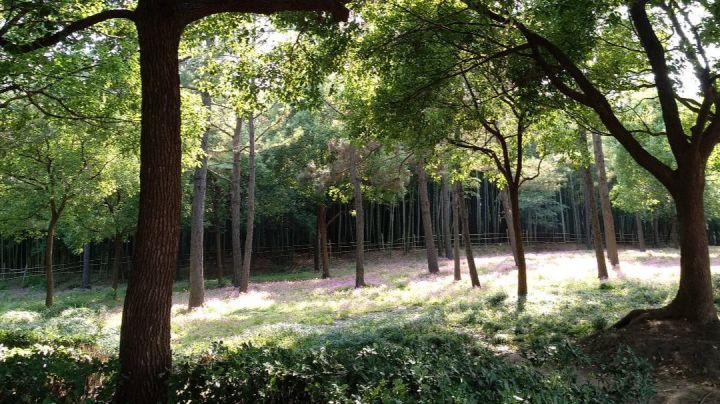 为啥困难s通关没能解锁大触?截图