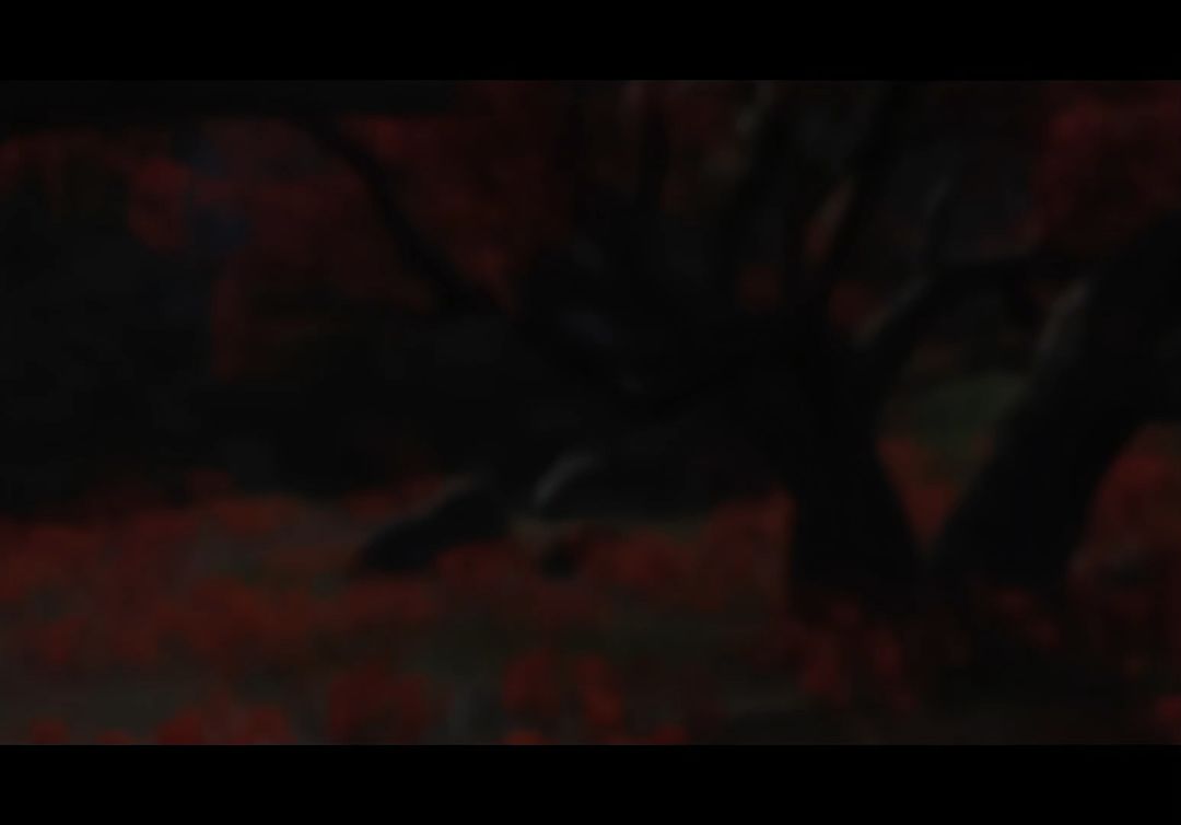 video-4459160