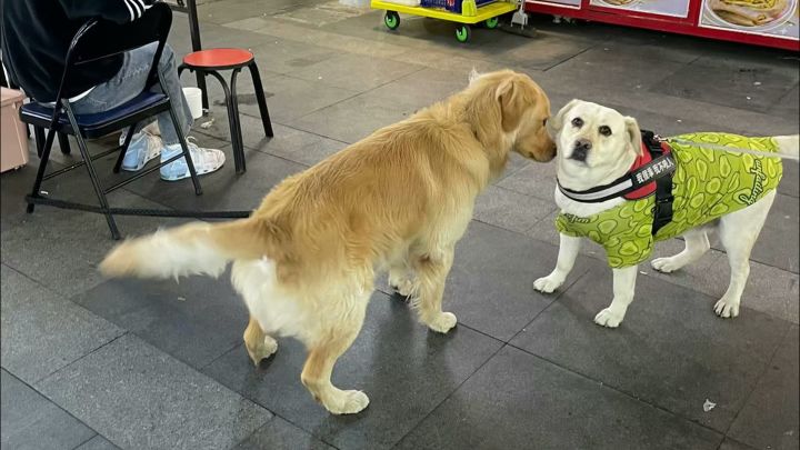 单人超鲨截图